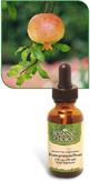 Pomegranate and Noni Liquid Extract benefits immune system health with antioxidants